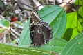 MORPHIDAE, Morpho peleides